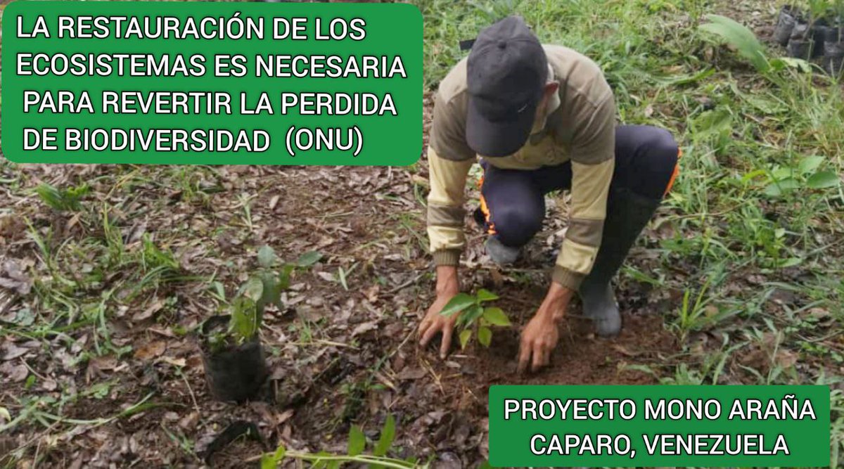 Proyecto Mono Araña tweet media