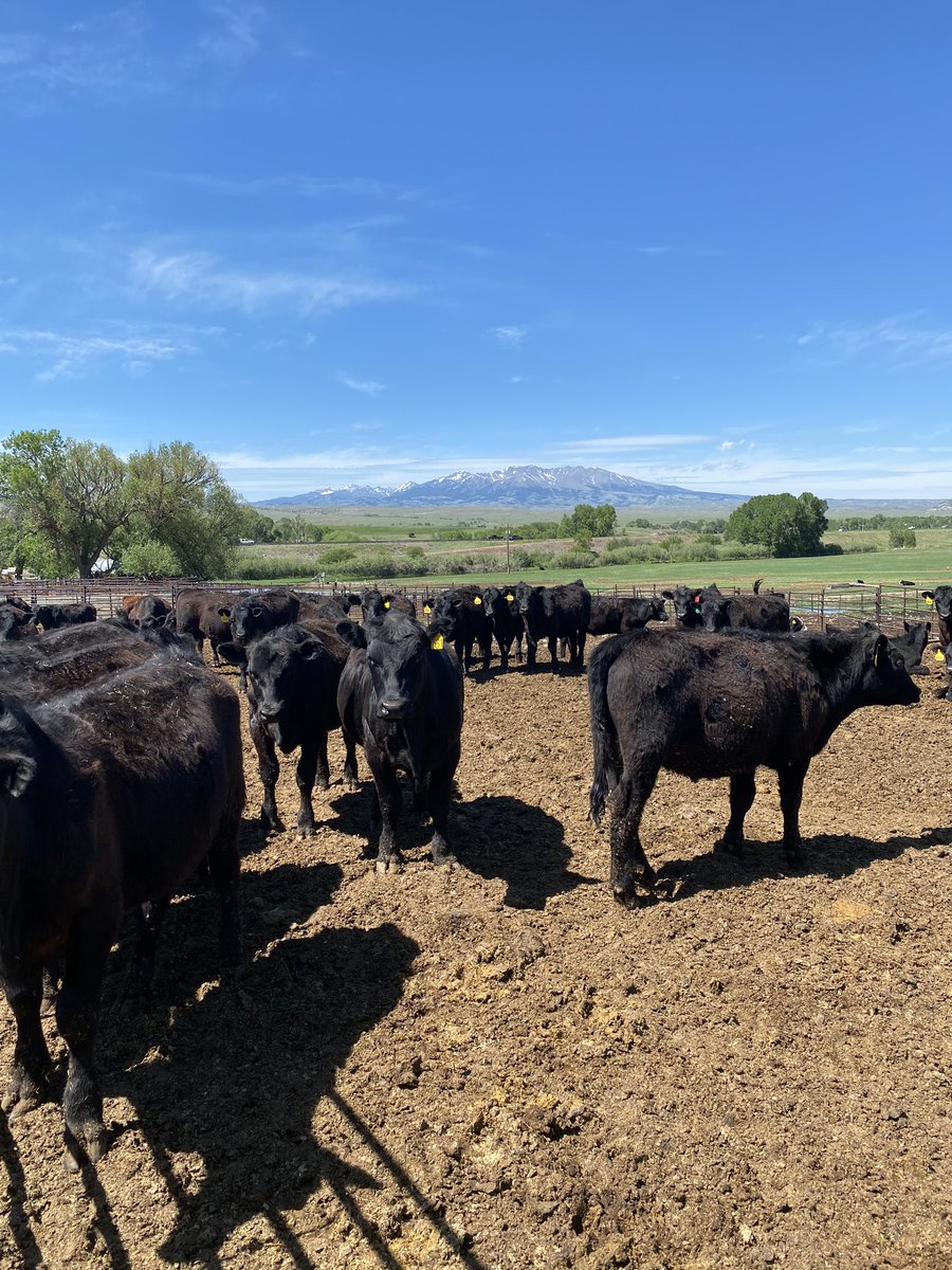 About to be warmed up.... cfd style #agribeef