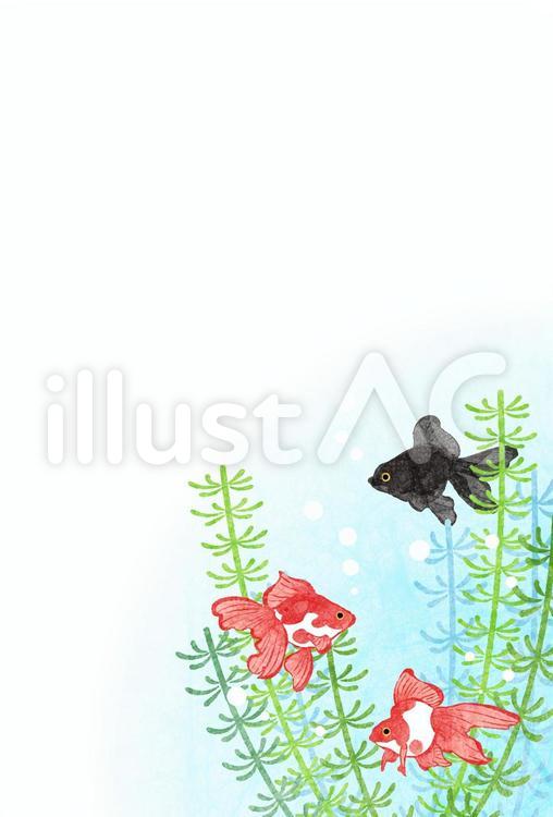 十野七 ストックイラストやってます おはようございます 金魚と水草の暑中見舞いはがきできました 文字を書く欄を多めに取ってますので少し長い暑中お見舞を申し上げたい方向けです プロフから行けるリンク先には横型もあります イラストac