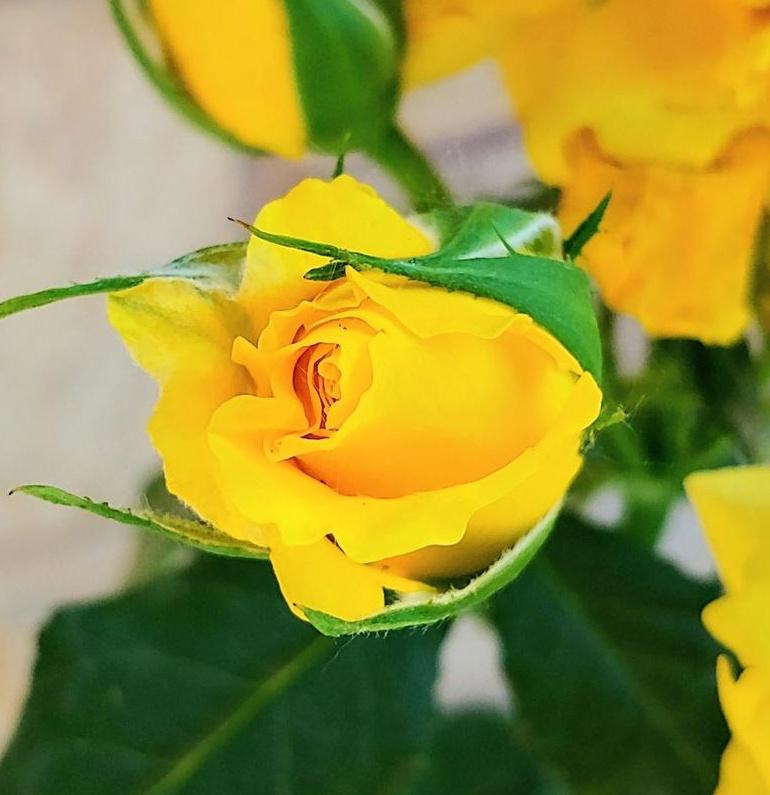 aiklajna's tweet photo. Some are yellow... 🙃

#sunsprite 
#YellowRoses https://t.co/vwPTsHzX42