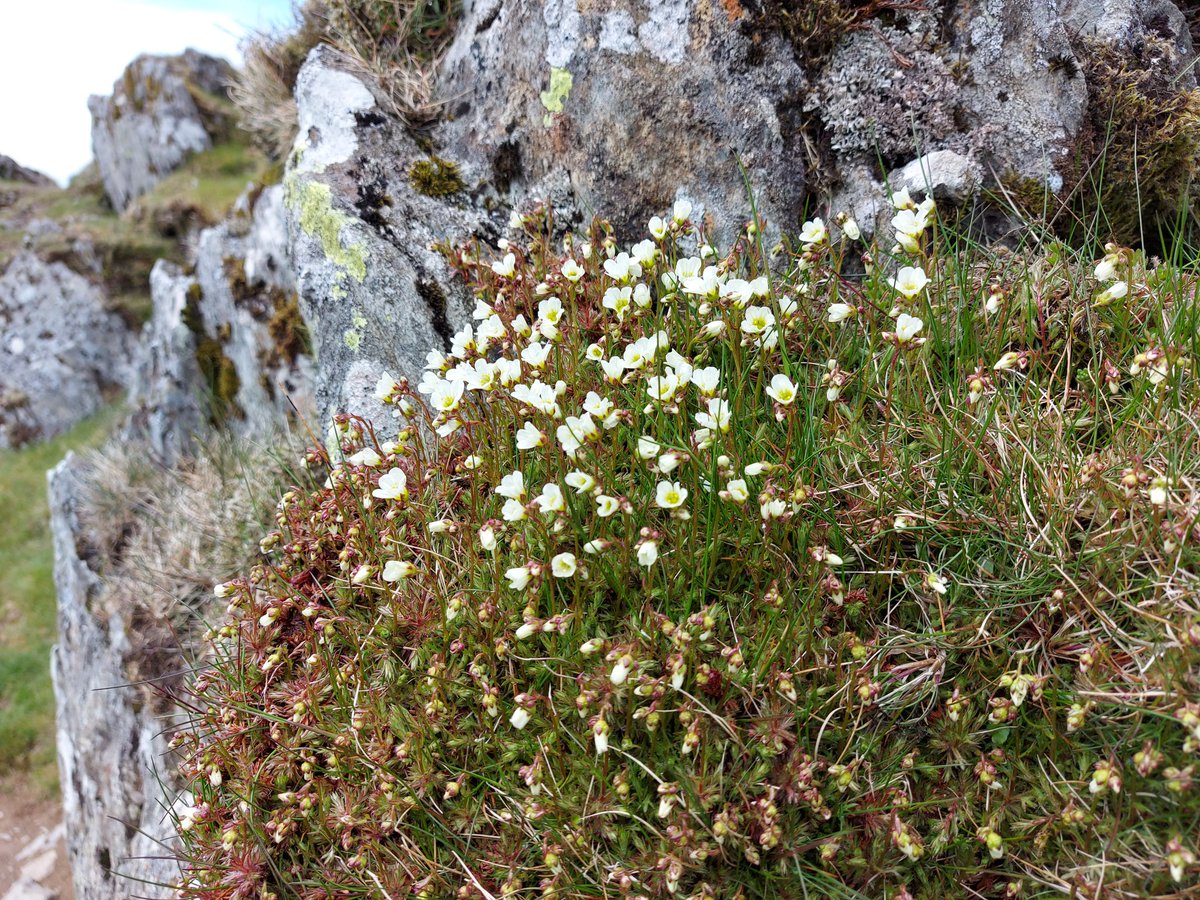 lukeemms's tweet photo. Back in the game! What a joy to be back at work guiding a hillwalking group in Snowdonia this weekend. Mountain tops, tough ascents and descents, 360° views, wild flowers, great conversations and even an Adder!! https://t.co/6uHvrWZJd1