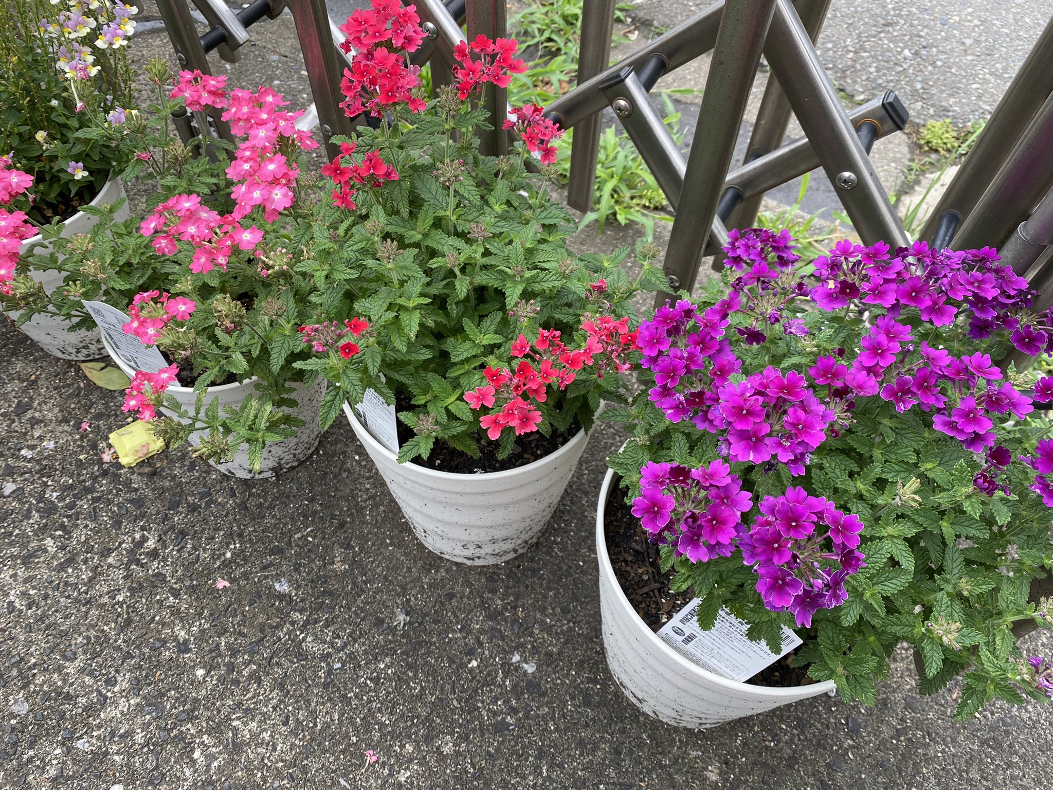 こげぱんの権化なおっしー 切り戻したバーベナがまた賑やかになってきた なおっしー花壇 バーベナ 花手毬 T Co Mqbfxinv0n Twitter