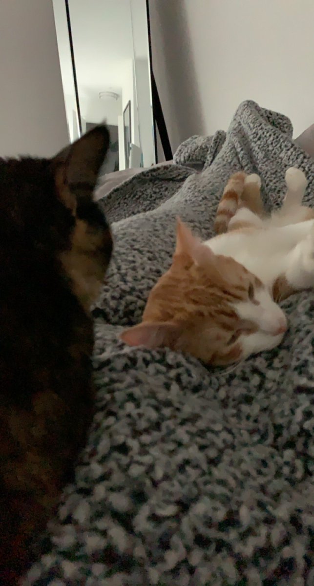 I know 3 people who got engaged this weekend and I’m just excited both my cats slept with me last night