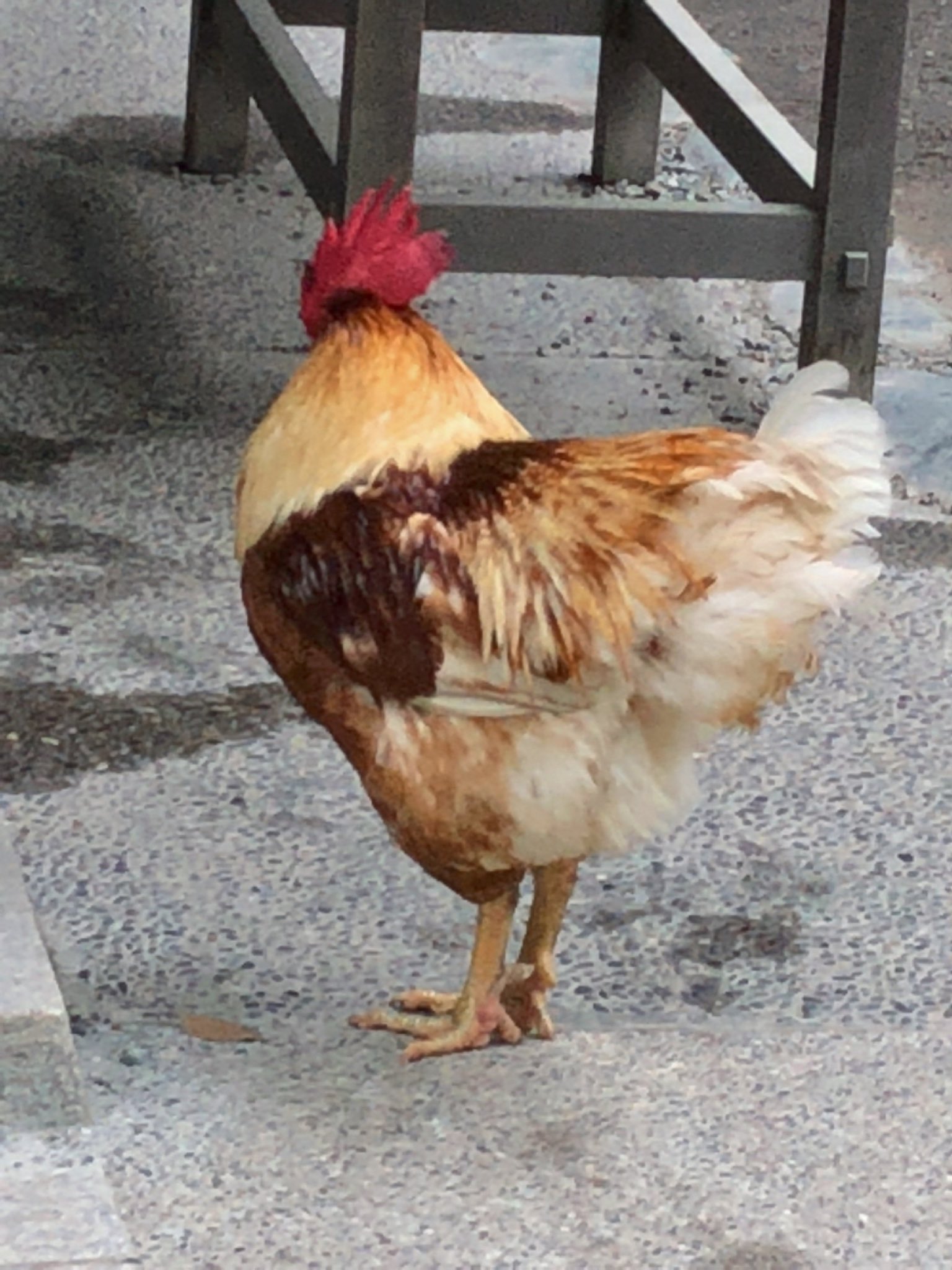 ぴあり 熱田神宮の鶏さん 後ろ姿も素敵なのです 熱田神宮 鶏 ニワトリ 鳥 神宮前 神社 愛知 T Co Zifc41xlxu Twitter
