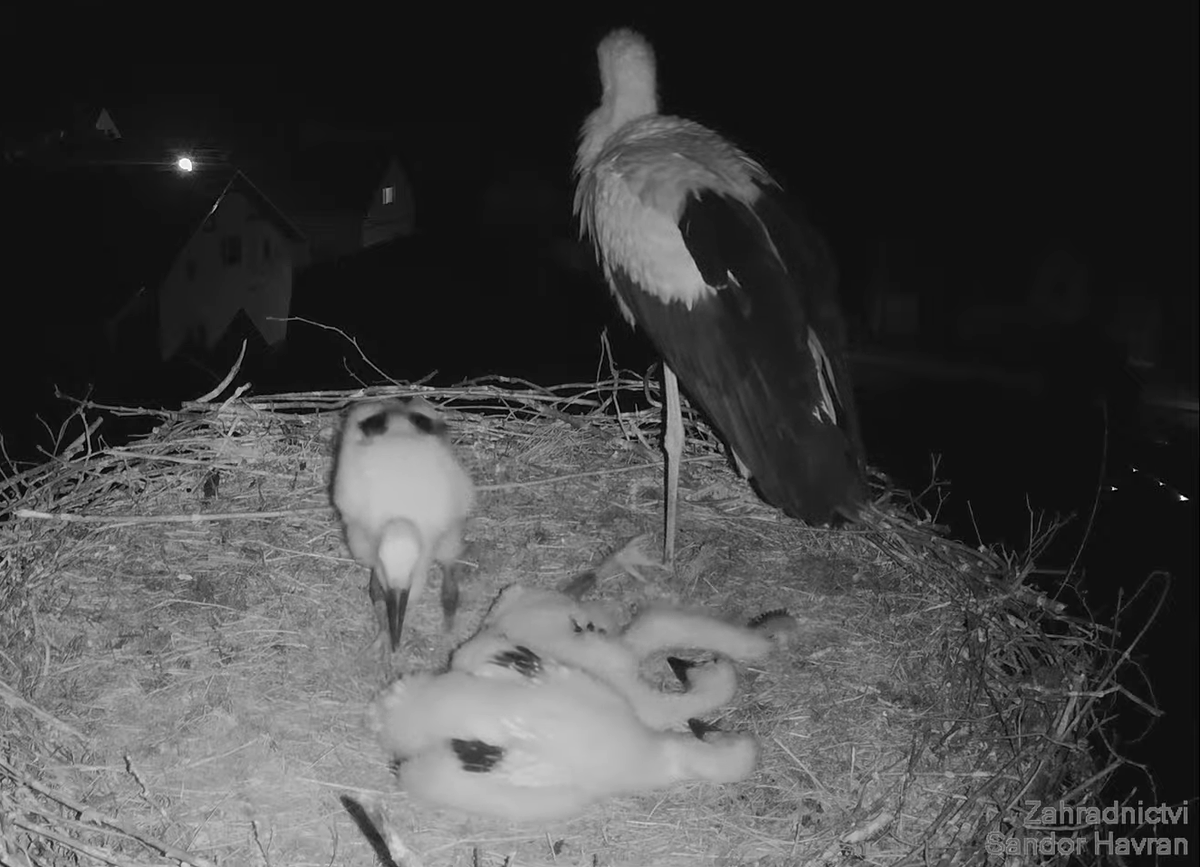 AsWinkart's tweet photo. Love the way they sleep. Dad did a good job in bringing up these three. #Storchencontent #FlauschTheCurve -> https://t.co/lGGljoEDDL https://t.co/G7VKEz1MEF