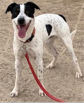 Eastwood_Ranch's tweet photo. PET ADOPTION ALERT: Nikee is a 1 yo male pointer mix. He has a lot of energy &amp; needs an active adopter. Dog selective &amp; prefers females dogs. Neutered, chipped &amp; vaccinated. Weight aprox 45 lbs Apply online https://t.co/yUlkgjcVf0 #adoptdontshop  #pets https://t.co/uxJHXuGrVW