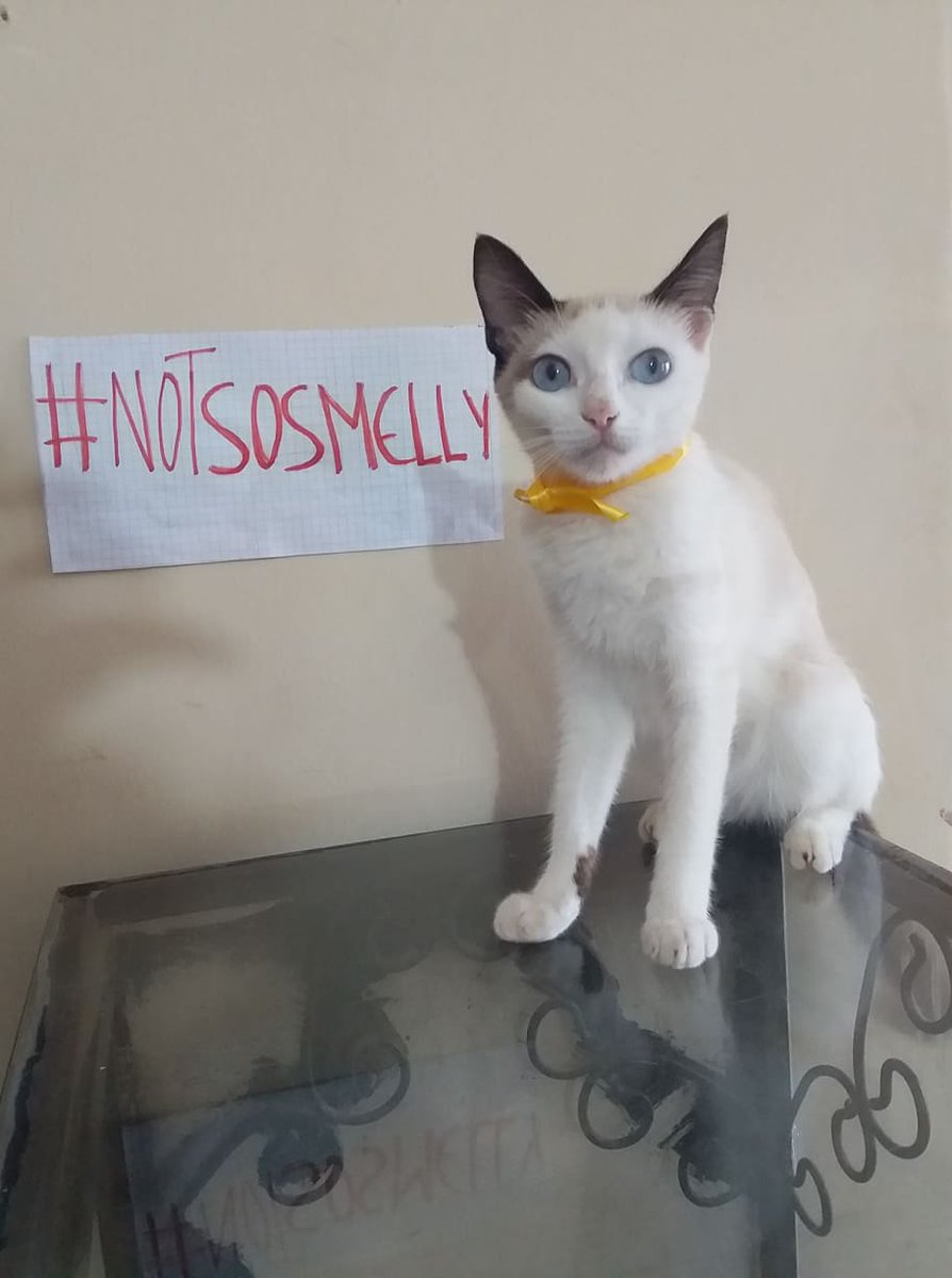 1508Elle's tweet photo. ❤️🐱 @SmellCatFinance  
#NotsosmellyNTFS #PUSSY #Smellycat https://t.co/JAJhyRPwy3