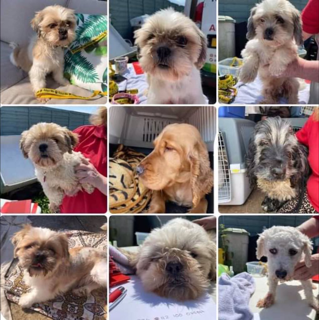 Some of this weeks intake. No more pups for any of these. All safe in foster homes. #AdoptDontShop #wheresmum