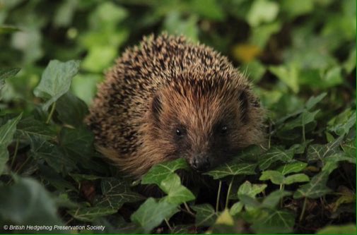 Please say no to poisonous slug pellets, pesticides and weedkillers. Hedgehogs hoover up over 100 invertebrates every night!
#wildlife #gardening #nature