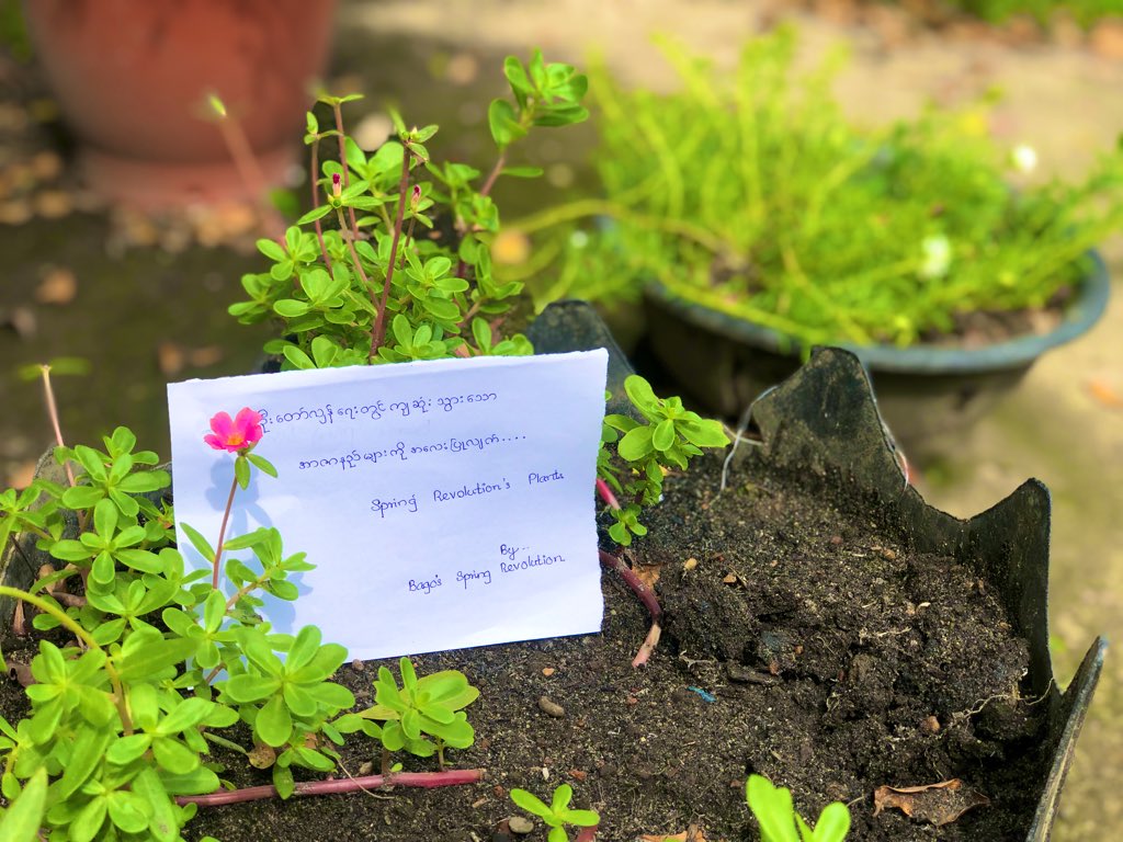 May19744698's tweet photo. Today I planted flowers in honour of Fallen Martyrs in SpringRevolution and also participating in campaign of 
#SpringRevolutionTree
I also would like to keep our revolution spirit keep going, and to keep the Environment Green in the progress. 
#June7Coup https://t.co/wYN3ZgAN7P