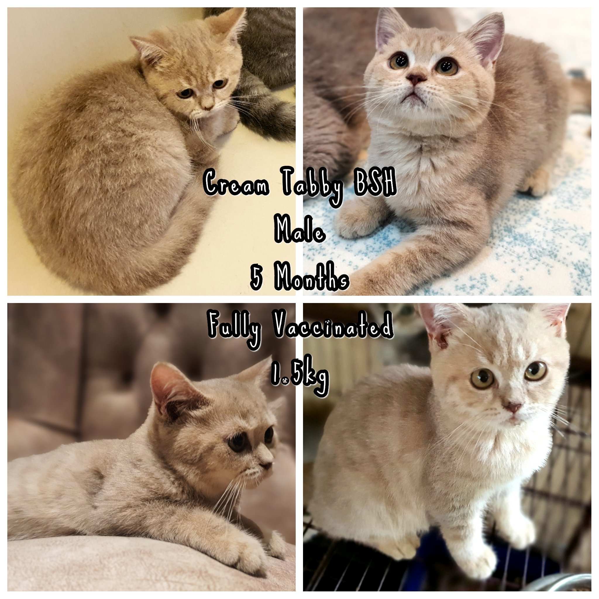 British shorthair 5 months old sales