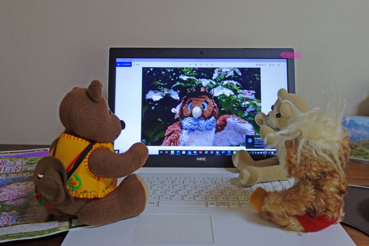 ぬいぐるみ依存症 Nuigurumi Twitter