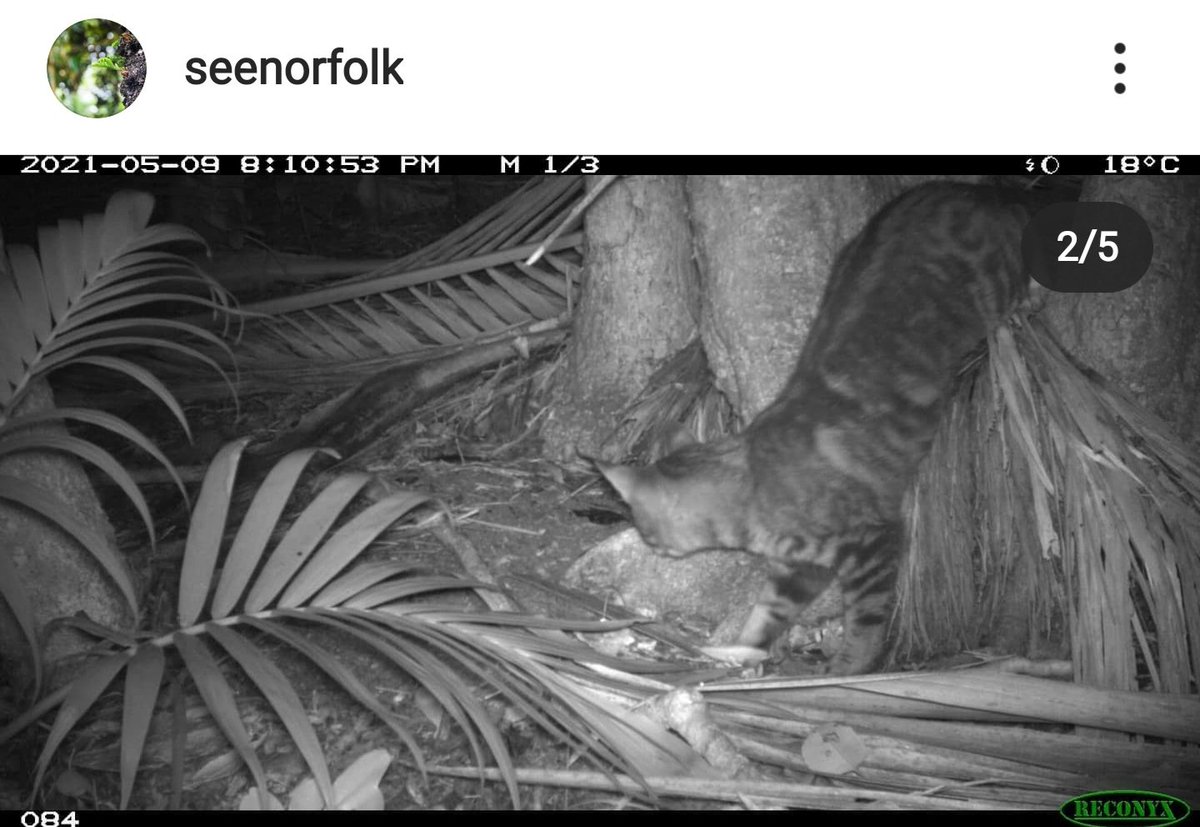 OceaniaParrots's tweet photo. Feral cats are a threat to many parrots in Oceania 😔☠️. Check out this footage from @gautschi_daniel on Norfolk Island #parrots #ParrotsOceania #invasivepredators https://t.co/EwCKdwbn5d