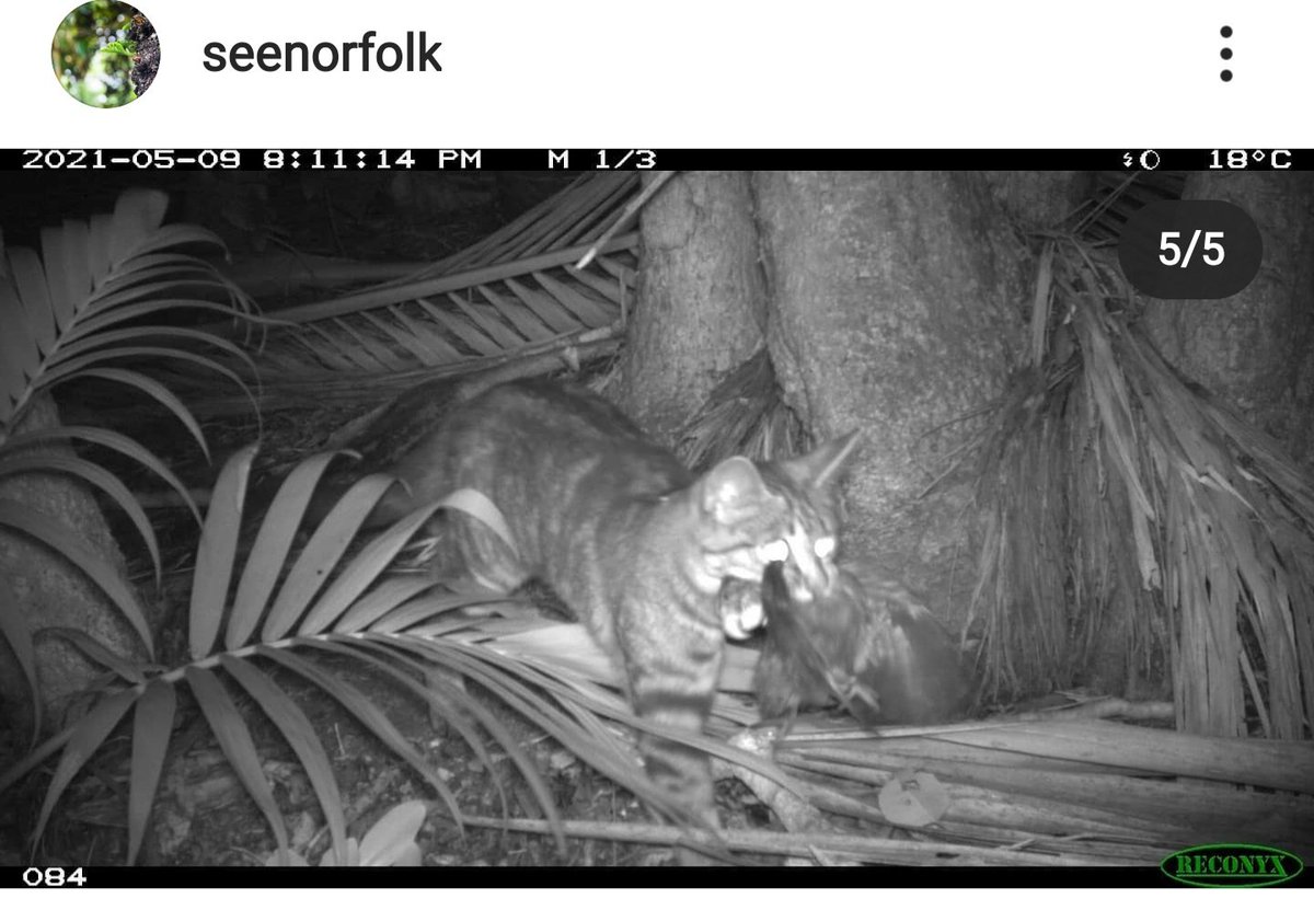 OceaniaParrots's tweet photo. Feral cats are a threat to many parrots in Oceania 😔☠️. Check out this footage from @gautschi_daniel on Norfolk Island #parrots #ParrotsOceania #invasivepredators https://t.co/EwCKdwbn5d