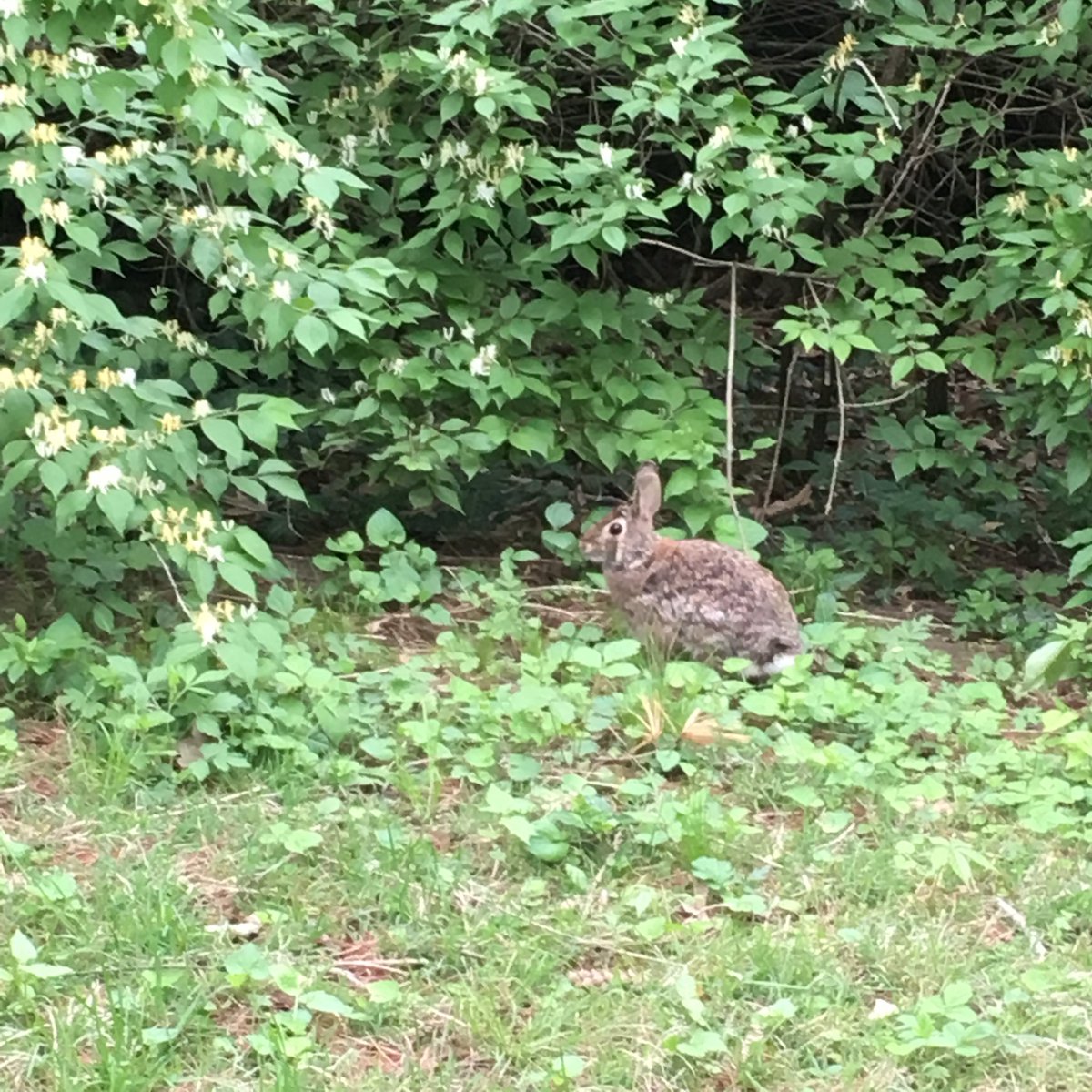 meriania's tweet photo. @TaraRocque @LECBiodiversity @SLUCompPhys A traditional one (herbivore) munching in the yard 🐰 #TrioBio #LECBioHunt https://t.co/dUBHMGHBvj
