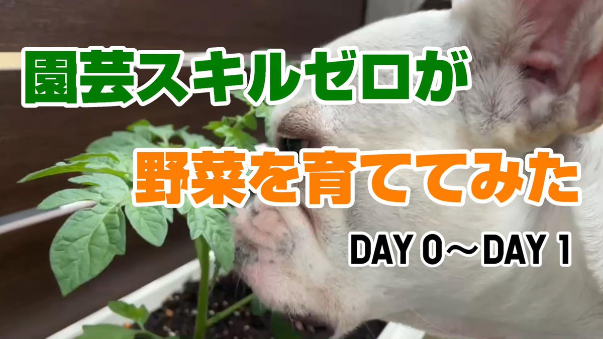 KFureburu's tweet photo. YouTube UPしました🌿
良かったら観てね〜🌿
https://t.co/SRlJClFlkm
#フレンチブルドッグ
#フレブル  
#園芸 https://t.co/inBnKyZRsF