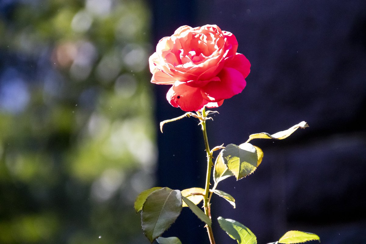 DianeKrauthamer's tweet photo. flowers in #KaloramaDC ๐ฎ https://t.co/x4rDIdNzVY
@ExposedDC @CapitalPhotog @capitalweather @FOtheStory @chesterlampkin #igdc #acreativedc #202creates #dc_spc #exposeddc #focusonthestory #fots2 https://t.co/icaQ51fwW1