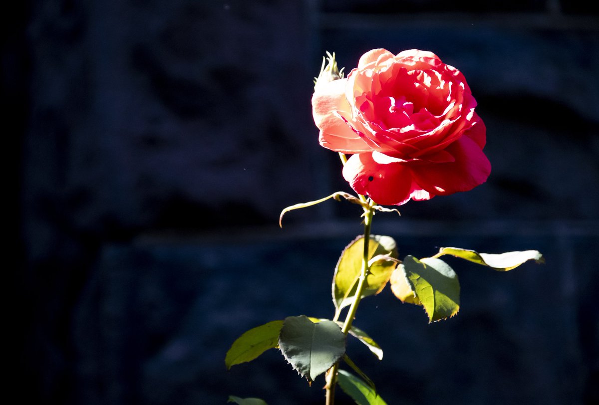 DianeKrauthamer's tweet photo. flowers in #KaloramaDC ๐ฎ https://t.co/x4rDIdNzVY
@ExposedDC @CapitalPhotog @capitalweather @FOtheStory @chesterlampkin #igdc #acreativedc #202creates #dc_spc #exposeddc #focusonthestory #fots2 https://t.co/icaQ51fwW1
