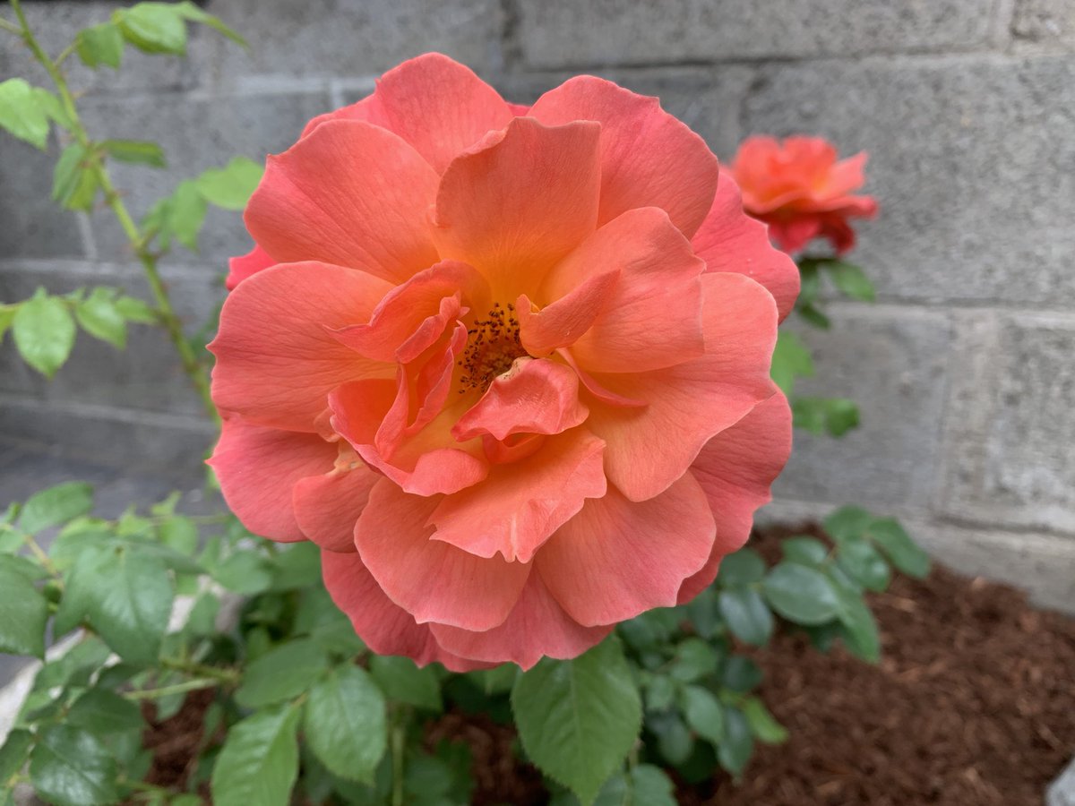 TonyLandscape's tweet image. Back yard patio and Fountain ⛲️