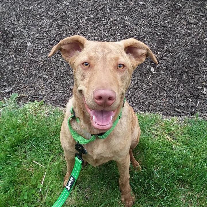 PETbullProject's tweet photo. Charlie is a snuggle bug just looking for more people to love.
Let’s find him his furever home. 
To Apply:

https://t.co/ARwbgfprr6 https://t.co/aY9QxPnlG9