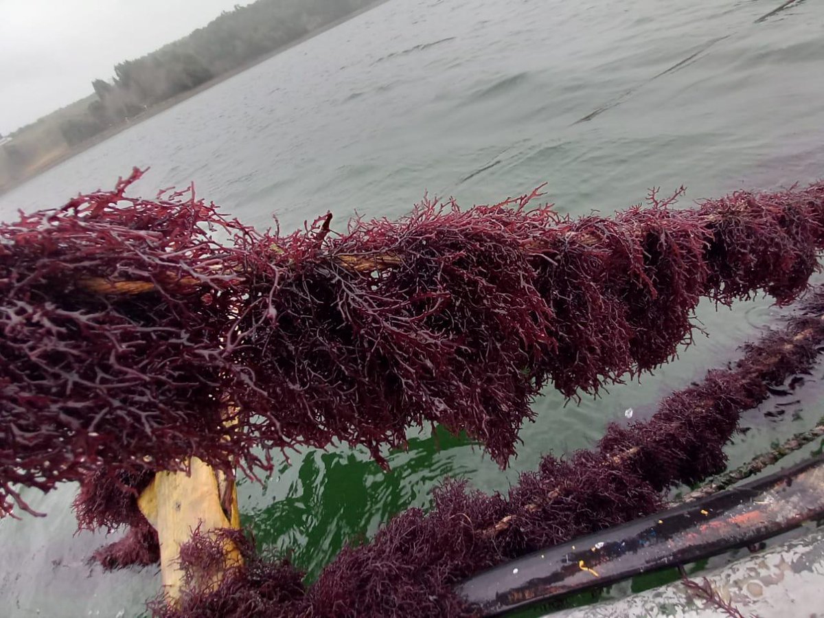 Es junio en el sur de Chile, pero la Chicoria de Mar, Chondracanthus chamissoi sigue creciendo bien en el cultivo. En esta época, libre de epífitos y otras especies indeseadas. #algas #seaweed #kaiso