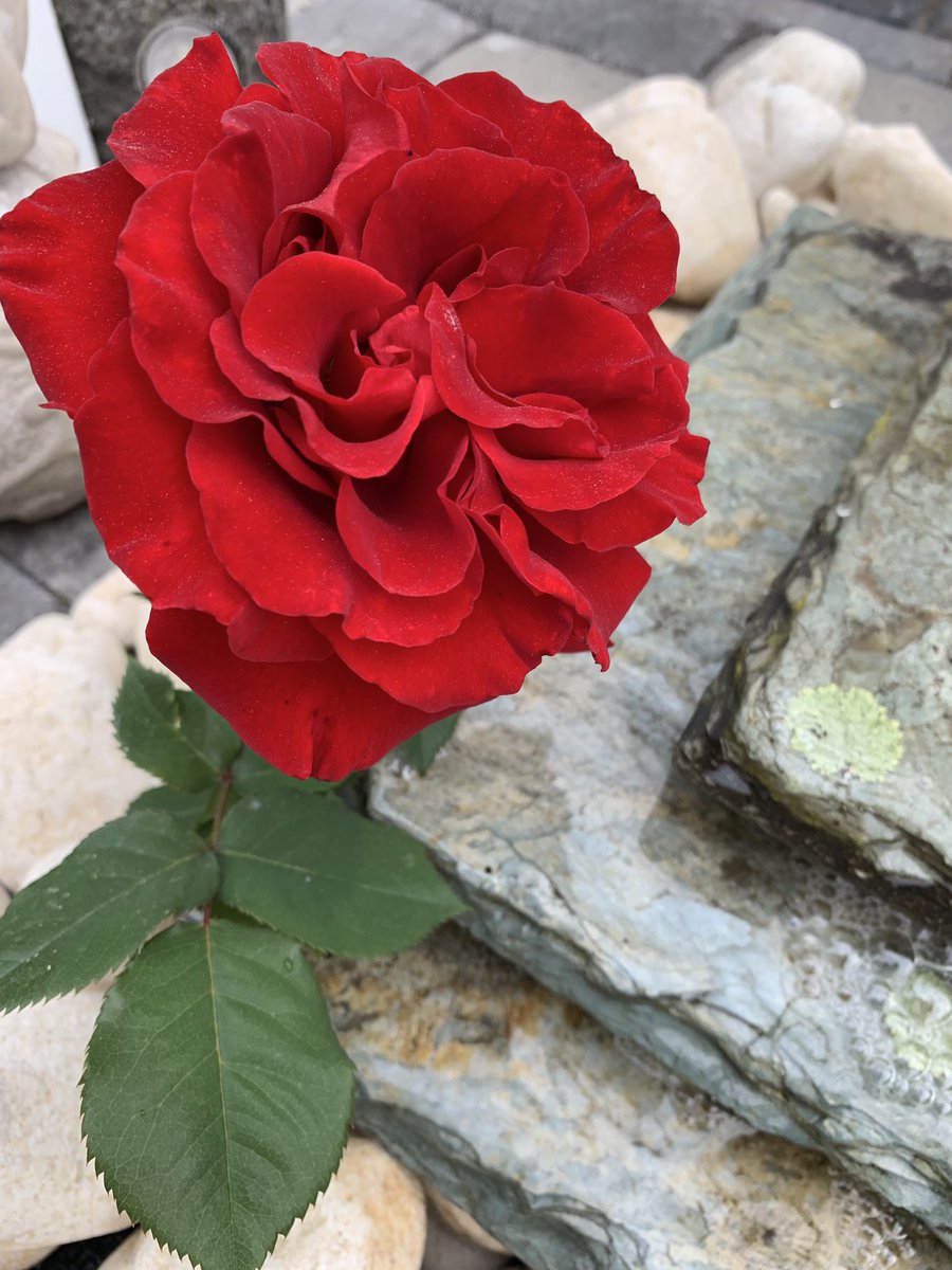 TonyLandscape's tweet image. Back yard patio and Fountain ⛲️