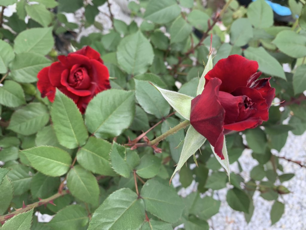 TonyLandscape's tweet image. 