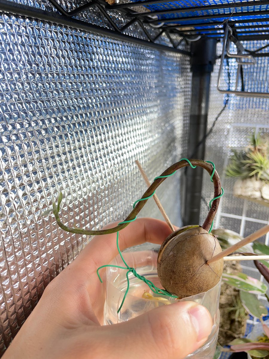 かたより 1 18 メキシコ 自生地訪問 葉っぱ大きくなってきた そのうち植え付けして 剪定して形を作っていく アボカド アボカド盆栽 Avocadobonsai