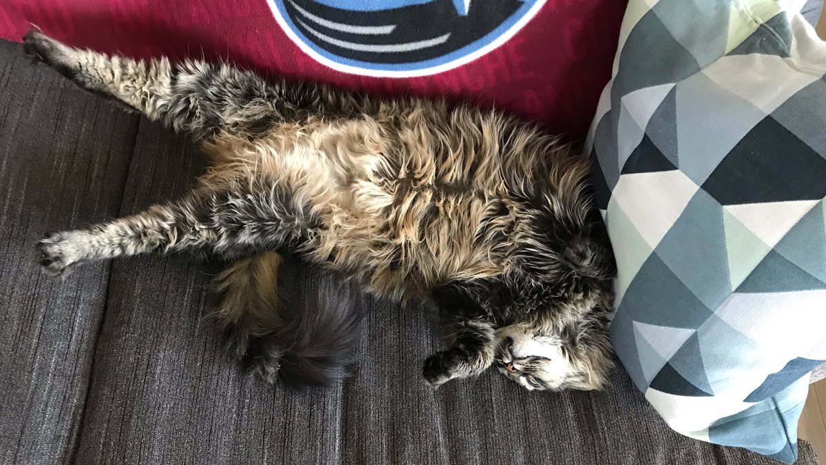 CooperSitting's tweet photo. Lazy Sunday #CatsOfTwitter #tabbytroop #tabbycat #lazycat #LazySunday https://t.co/u7NrFksXkR