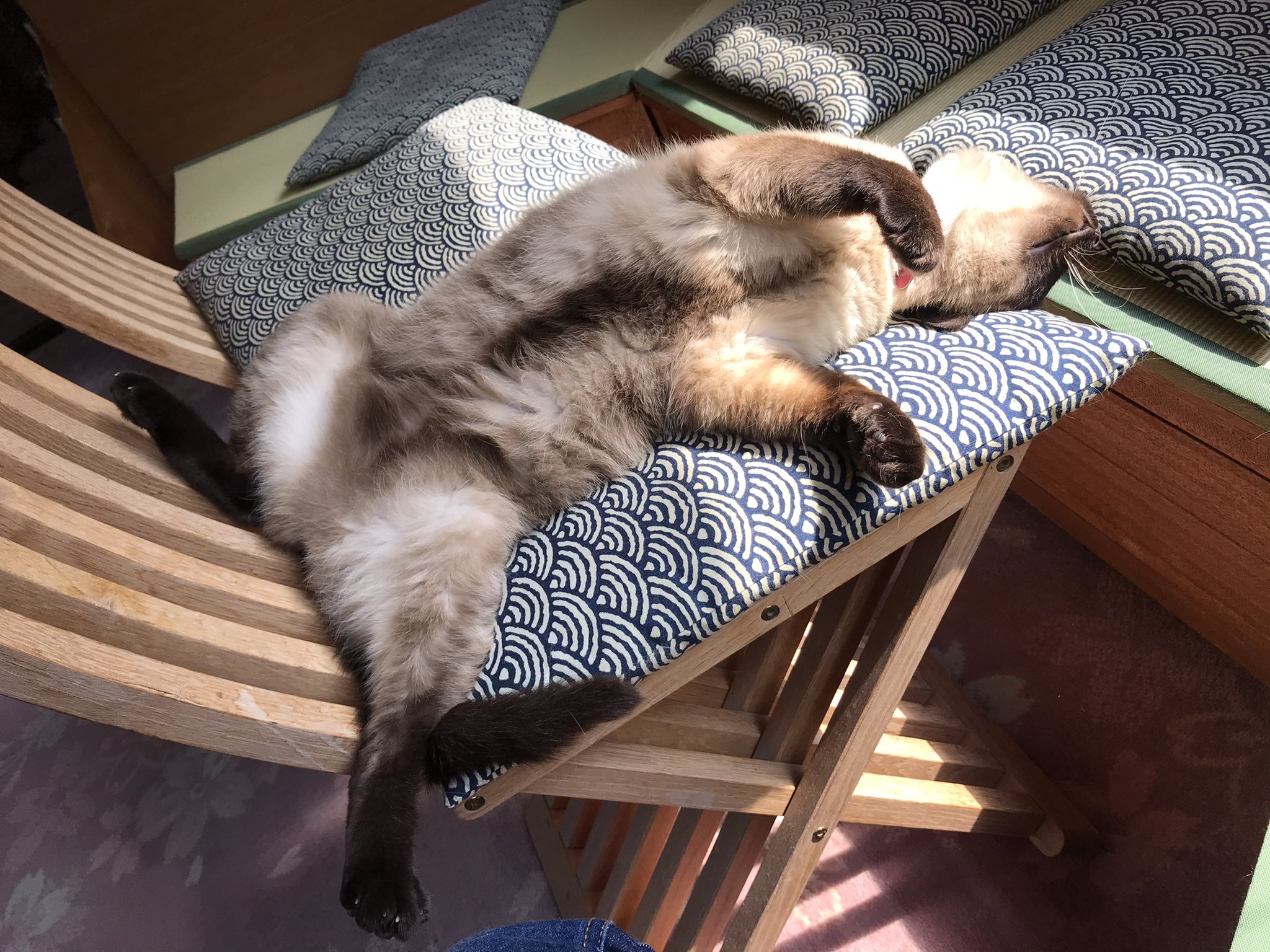 桐屋旅館 Kiriya Ryokan 気持ち良いにゃーん 野沢温泉 桐屋旅館 ねこ温泉 看板猫 猫のいる幸せ ねこのきもち