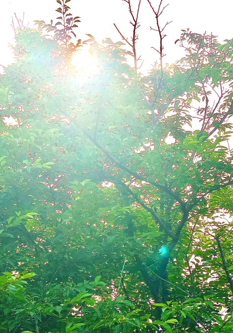 キング牧師のtwitterイラスト検索結果