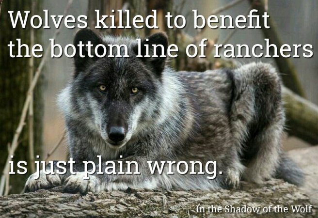 greennomad61's tweet photo. Take 5 for the #wolves in #Idaho ⚠

Gov. plan: Shoot &amp; kill ▶90%◀ of Idaho wolves😭

📣Sign &amp; tell .@GovernorLittle to VETO &amp; STOP the #WolfKillBill #TrumpExtinctionPlan

▶▶ https://t.co/bgFrvi0ExG 📝

#AnimalRights 👊 #HandsOffWildlife ✋ #IfWolvesCouldTweet 🐺💔 #dogs https://t.co/GCBQLhscNg