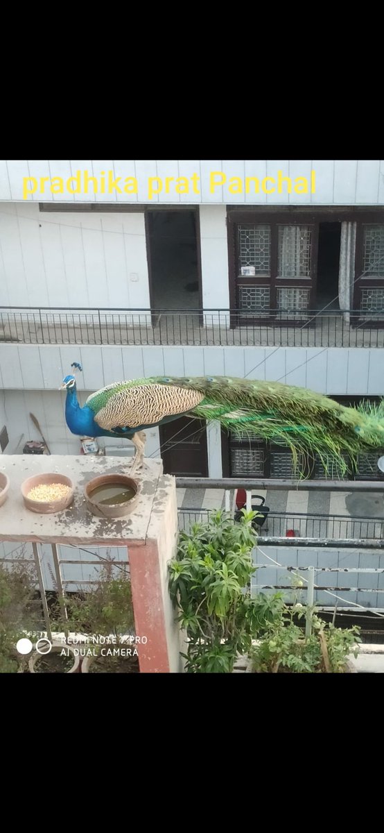 FrostKiyara's tweet photo. @GodrejAndBoyce #WindowToNature
#photothon2021
@GodrejAndBoyce @CHUNMUN143 @prateekfrequent @Nitinpanchal007 https://t.co/VOu39edmIU