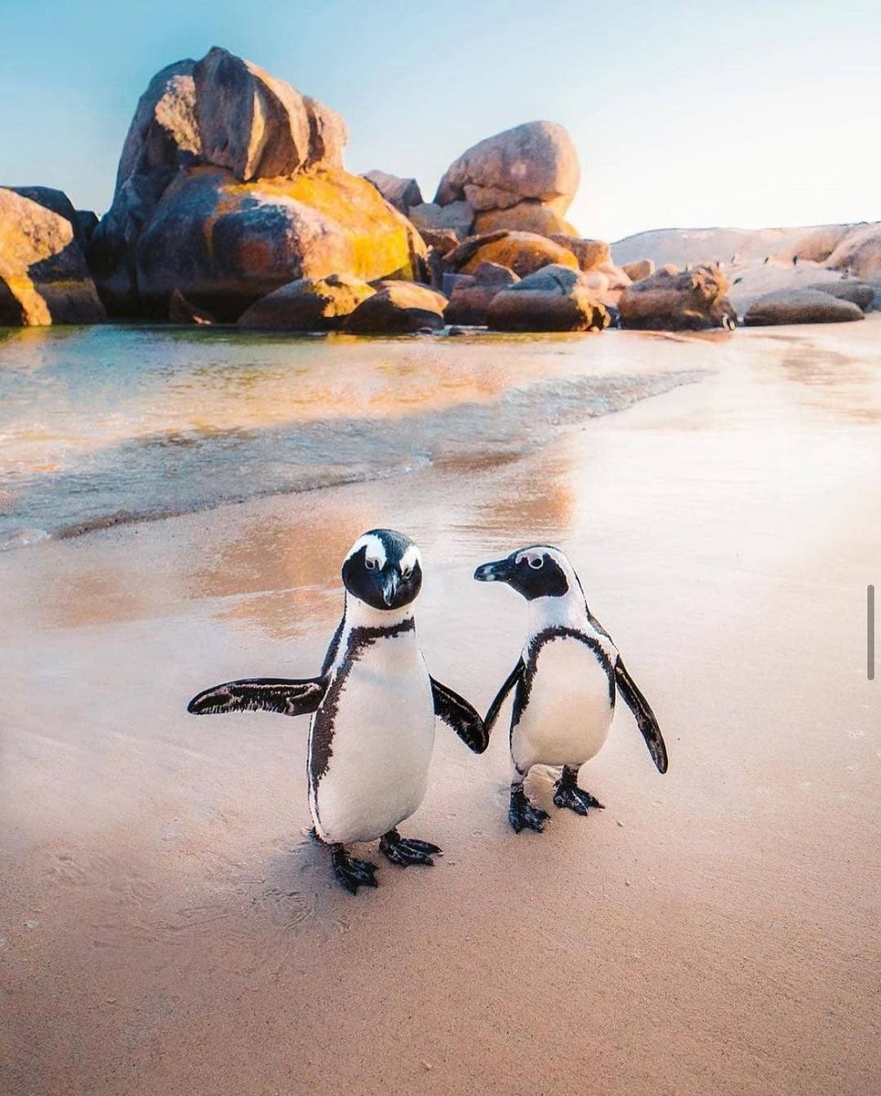 PlayTravel_au's tweet photo. 🐧 Just walking into Monday like these two cuties. 

📸@_smartyz_ 

#PlayTravel #MyPlayVacay #Afterpay #Planpay #Travel #BucketList #FinancialFreedom #BudgetFriendly #TravelMore #Traveladdict #Photooftheday #Mondayvibes https://t.co/SwsZUf6V3D