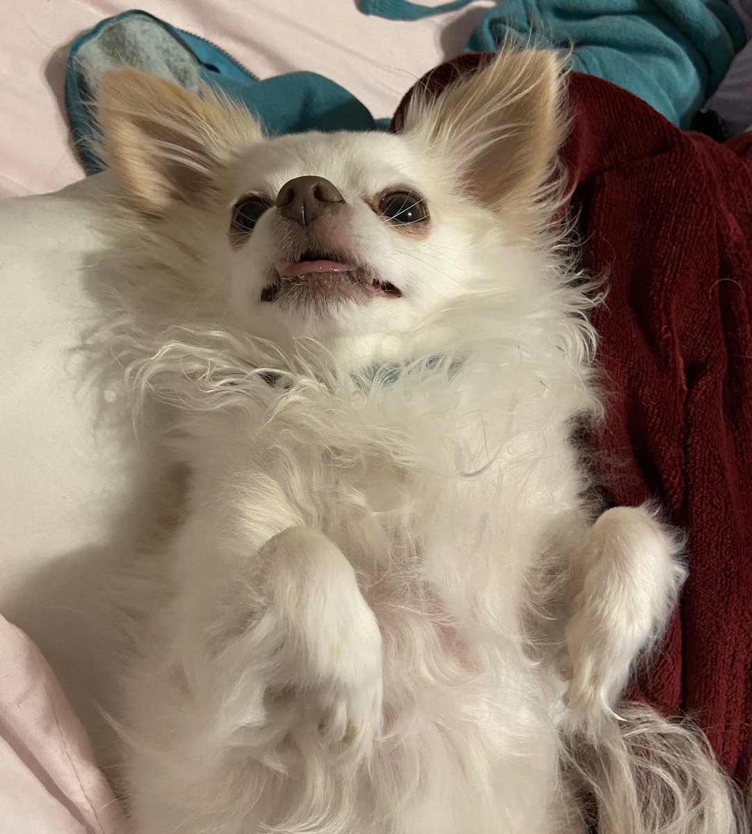bellicosebee's tweet photo. Today’s Sebastian’s adoption day anniversary! Can’t believe he used to fit in my hand 🥺 https://t.co/9nwJNFA8Oj