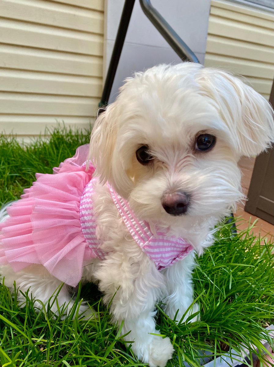 Lenaa___xo's tweet photo. My baby is going to be a year old tomorrow 🥺 https://t.co/5tdbSoSsoQ