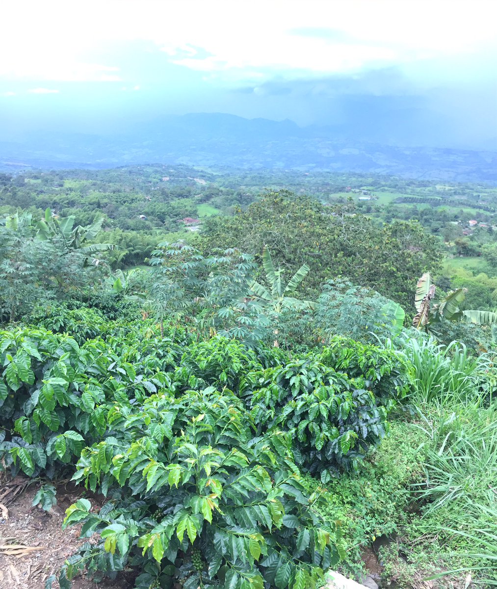 Diego Botero #AbelardoDeLaEspriella tweet media