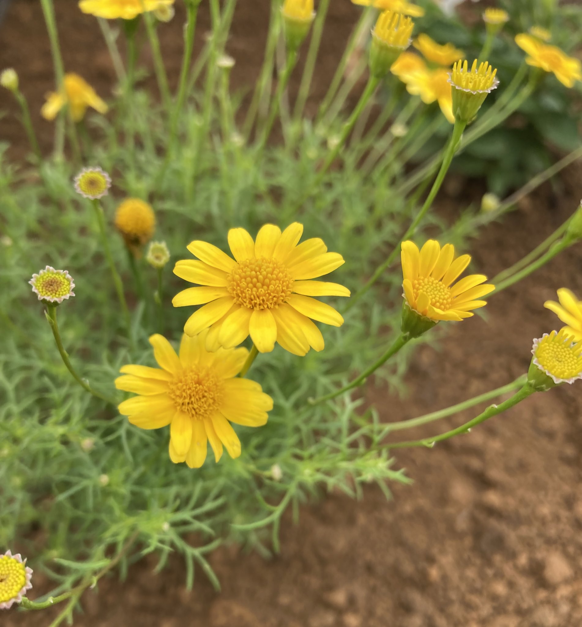 ふっかちゃん おはよ 今朝は ダールベルグデージーをぺたり 花言葉は 可愛い恋人 だよぉ Y W Y癒しのグリーンとキュートなイエローは 大好きなあの子を思い出しちゃうよねぇ Y O W O Y週の始まりげつようびも アチアチでよろしくおねぎし