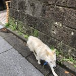 わんちゃんの猶予がない。どなたか引き取って下さる方いませんか？