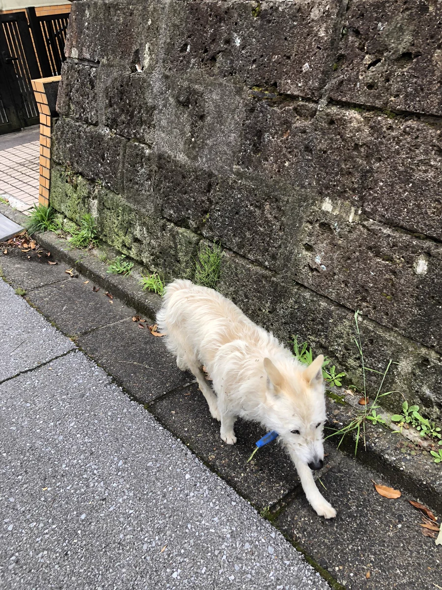 わんちゃんの猶予がない。どなたか引き取って下さる方いませんか？