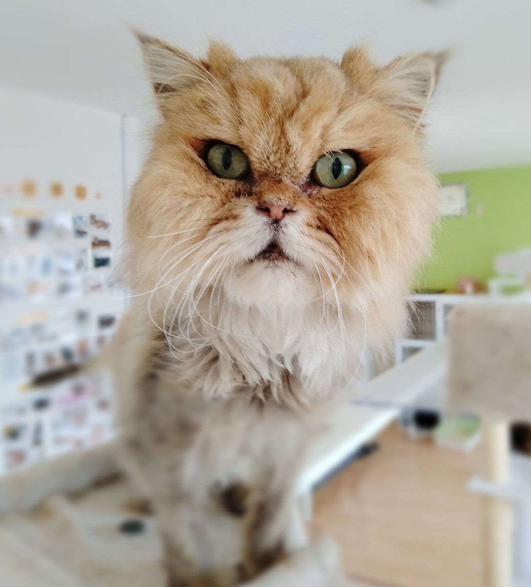 保護猫カフェ 猫ホテル ねこんチ Nekonchi Twitter 保護猫カフェ 猫ホテル ねこんチ Nekonchi Twitter