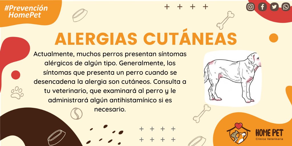 HomePetLima's tweet photo. Si observas alguna reación en la piel de tu mascota llevalo a una veterianaria lo antes posible. Nuestras mascotas pueden estar teniendo una reacción alérgica. 
#HomePet  #PrevenciónHomePet
J.C.R.R https://t.co/lG1xwZuPz2