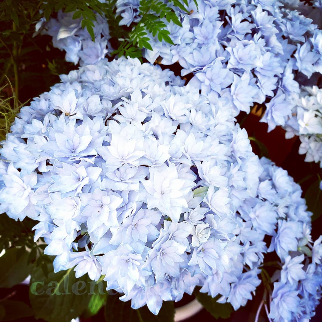 紫陽花のおまじない Twitter Search Twitter