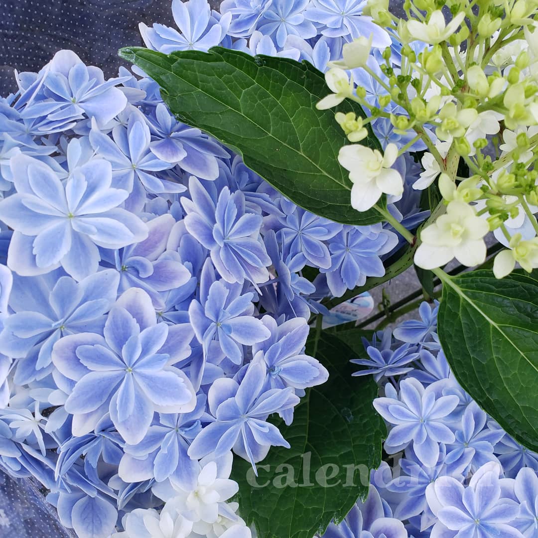 紫陽花のおまじない Twitter Search Twitter