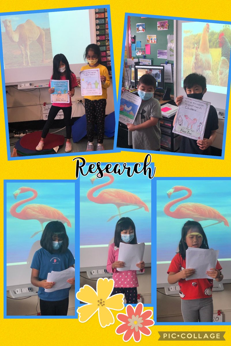 Our hard working second grade authors are so excited to be sharing their animal research reports. These reports highlight the nonfiction text features we have been learning about. <a href="/A_RiveraNY/">Dr. Alejandro Rivera</a> <a href="/PTAJackson/">George A Jackson PTA</a> @JerichoUFSD