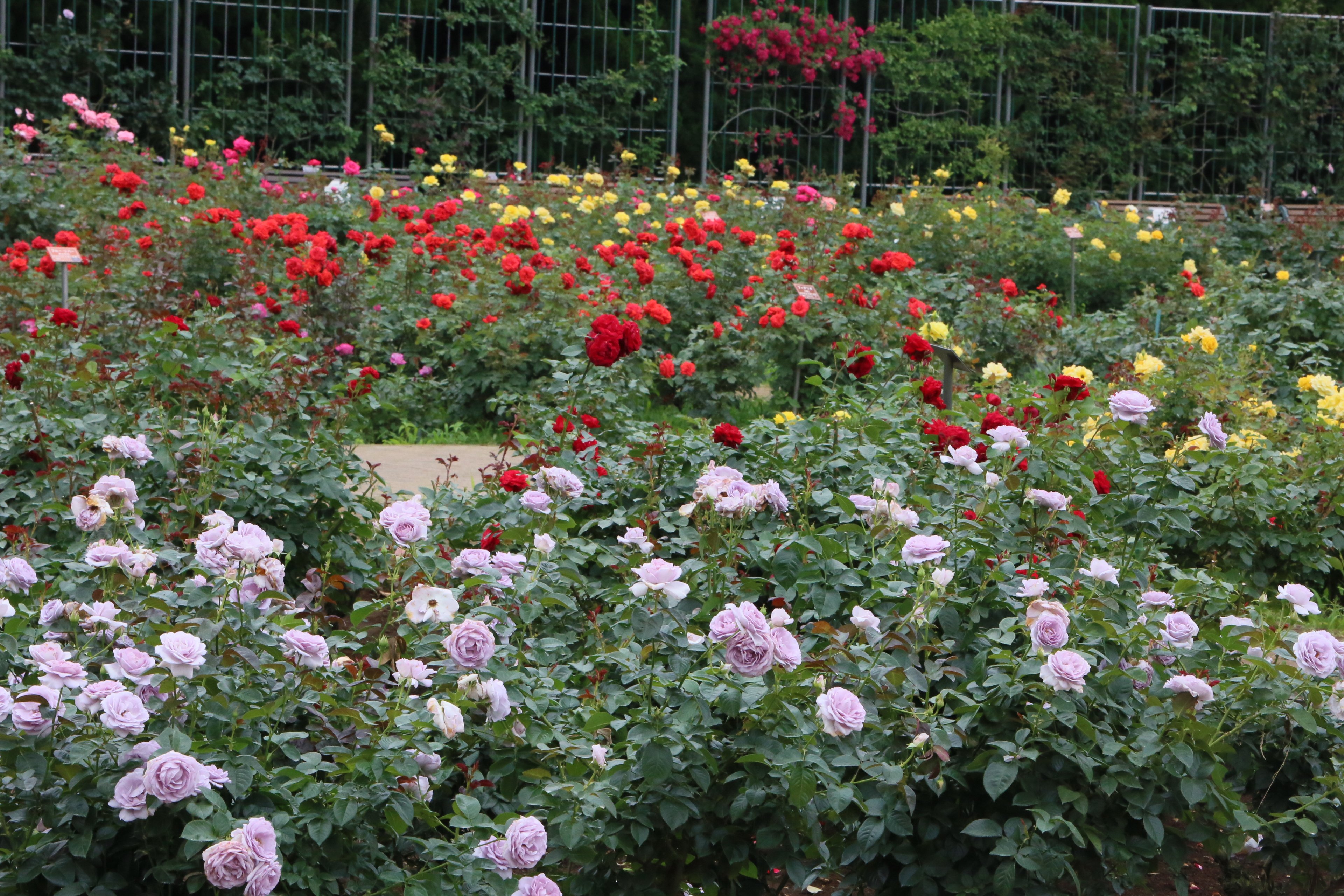 神代植物公園 ニュース スタッフより 広報係 本日のばら園の様子です ハイブリット ティー系もフロリバンダ系も２番花が咲きだしています 間もなく２度目の見頃になるでしょう 神代植物公園は本日は休園日です 明日からの入園は整理券予約