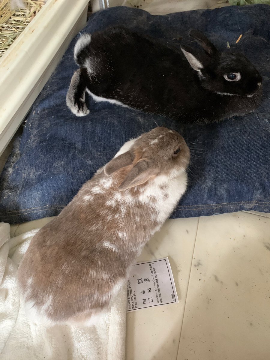 ネクステージ スズ おはうさ すっかり元通りのウサギたち 夢でクロミが山に逃げる夢を見てわーーーーっとなったら朝でした うさテロ うさぎ ウサギ ブラックオター うさことクロミ