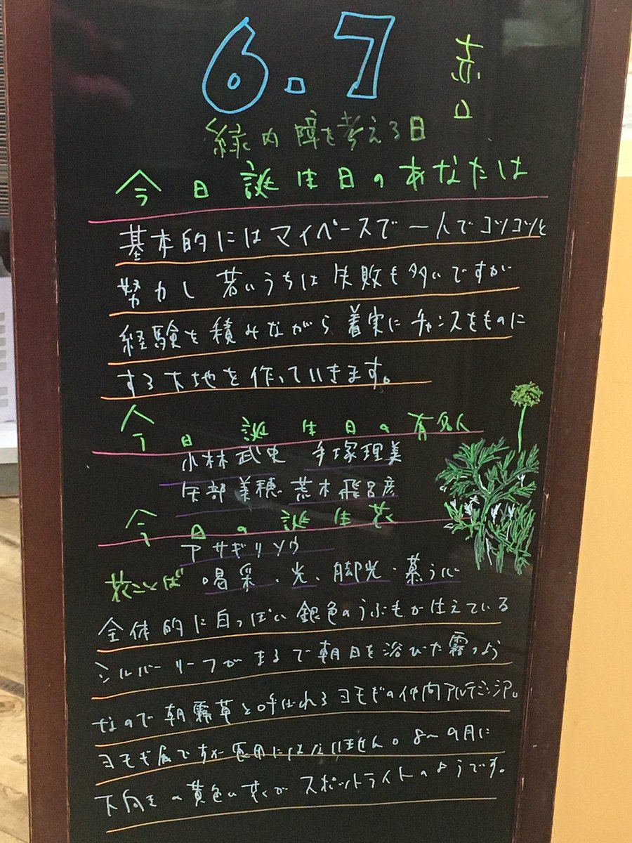 朝霧草 朝霧草
