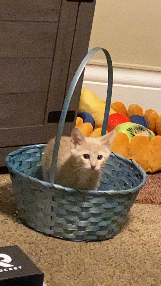 pixfxpro's tweet photo. @MorgyyWorgyy I’m glad everyone is okay. Sending positive vibes and Sindri in a basket 💕 https://t.co/07J9JqBmi0