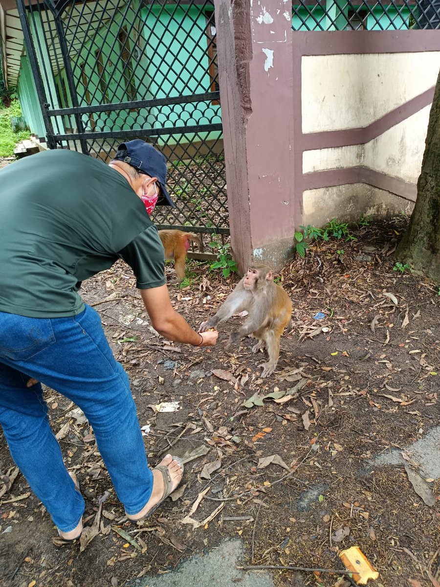 Biswaji26303533's tweet photo. Earth is not mines its for all, we have take care about our Wildlife's.
Monkey feeding at #basisthamandir on 06/06/21 #Guwahati #assam.

#Lockdown #wildlife #naturelover
#newslive #pratidintime #assamtalks #HimantaBiswaSarma #bjp https://t.co/cbkB4fYYnQ